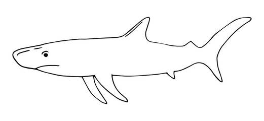 shark line vector illustration, isolated on white background.animals top view