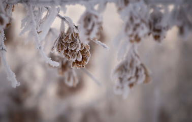 Snow covered maple seeds on trees in the park