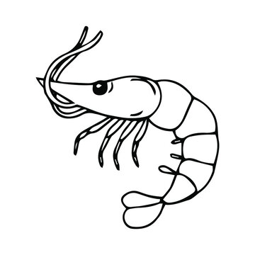 Shrimp coloring book  - vector linear picture for coloring. Sea animal - shrimp -  for marine coloring book. Outline. Hand drawing.