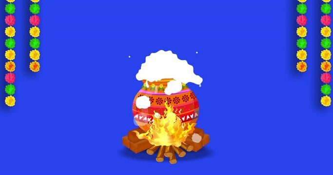 Happy Pongal festival greetings. Animation with Blue Screen Alpha Channel. 4k