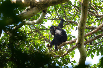 Chimpanzee in the Kibale national park. Group of chimps in the rain forest. Wildlife in Uganda. 