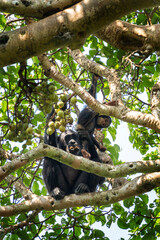 Chimpanzee in the Kibale national park. Group of chimps in the rain forest. Wildlife in Uganda. 