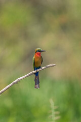Red throated bee eater sitting on the branch. Merops Bulocki in rainforest. African safari. Nature in Uganda.