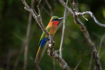 Red throated bee eater sitting on the branch. Merops Bulocki in rainforest. African safari. Nature in Uganda.