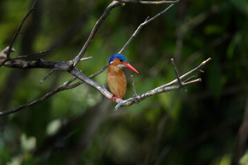 Malachite kingfisher hunting in the swamp. Kingfisher sitting on the branch. African safari. Nature in Uganda.