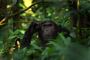 Chimpanzee in the Kibale national park. Group of chimps in the rain forest. Wildlife in Uganda. 