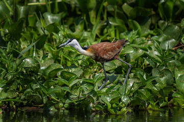 African jacana hunting in the swamp. Jacana walking on the leafs. African safari. Nature in Uganda. 