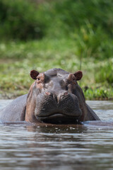 Fototapeta na wymiar Hippos in the water. Hippopotamus in the Murchison national park. Lazy animals in the water. Safari in Uganda. Safari in Africa.