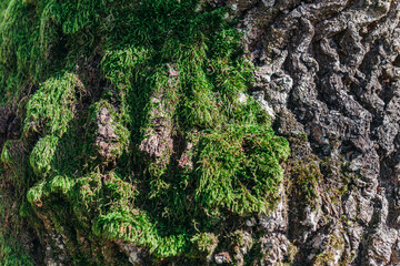Oak bark autumn rough texture with moss