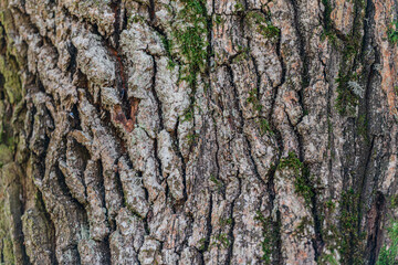 Oak bark autumn rough texture with moss