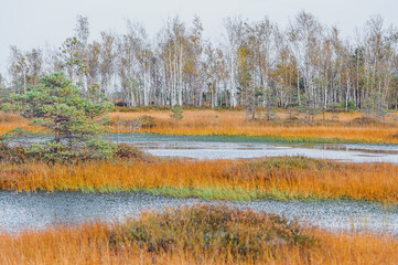Autumn landscape in the swamp. Beautifull view of the swamp Elnya Belarus