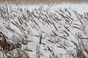 Close-up of dry reeds. The seed of the reeds, covered with snow