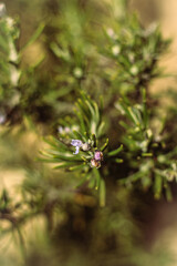 Rosemary branches and flower