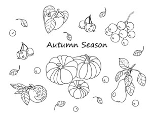 Hand-drawn set of forest and garden plants of rowan, viburnum, pumpkin, apples, pears. Autumn harvest. A black line of isolated illustrations.