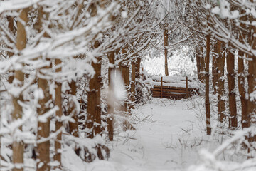 Fototapeta premium A felled pile of branches covered with a thick layer of snow in a pine winter forest. Cut down trunks and branches of trees lie on the ground, snow.