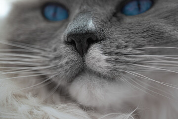 Macro close up shot of ragdoll cat. Focus on nose, mouth and whiskers of grey and white pussy cat...