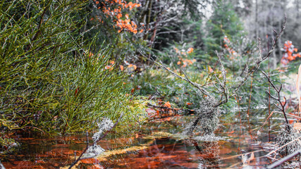 Pfütze zwischen Gras im Wald