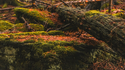 &Auml;ste auf Waldboden