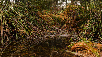 Pfütze zwischen Gras im Wald