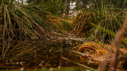 Pf&uuml;tze zwischen Gras im Wald