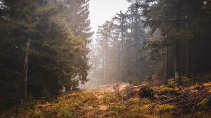 Sonnenschein durch Lichtung im Wald bei Nebel