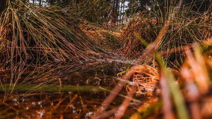 Pf&uuml;tze zwischen Gras im Wald
