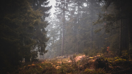 Sonnenschein durch Lichtung im Wald bei Nebel