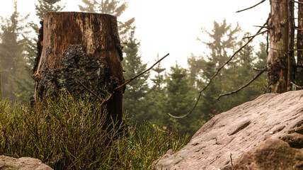 Baumstumpf am Waldrand bei Nebel