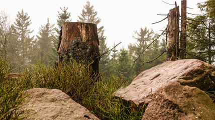 Baumstumpf am Waldrand bei Nebel
