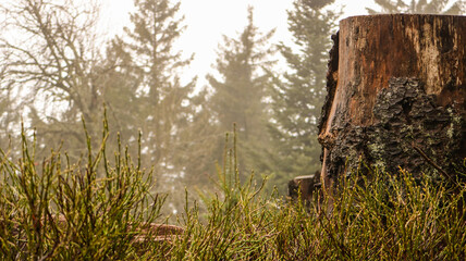 Baumstumpf am Waldrand bei Nebel