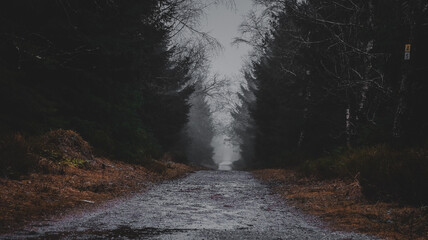 Waldweg bei Nebel