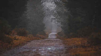 Waldweg bei Nebel