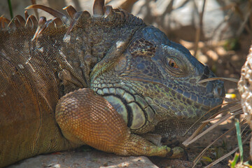 iguana with a blue head and orange body at the zoo