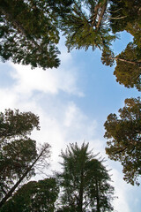 Sequoias' and pines' tops forming a circle with sky on the background