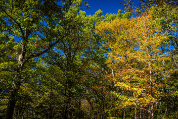 Fototapeta premium Autumn Leaf Color Change Cuyahoga National Park Ohio