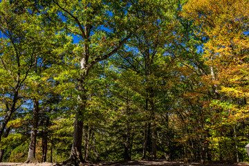 Autumn Leaf Color Change Cuyahoga National Park Ohio