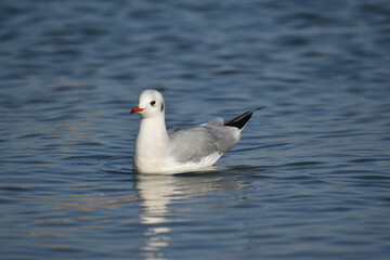 Obraz premium Black-headed gull 