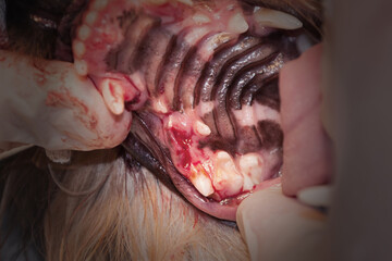 The dog's tooth grew from the palate. Eruption of permanent teeth.