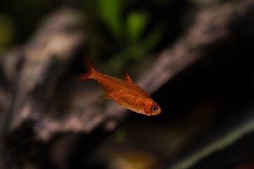 Piękna samiczka bystrzyka Amandy (Hyphessobrycon amandae)