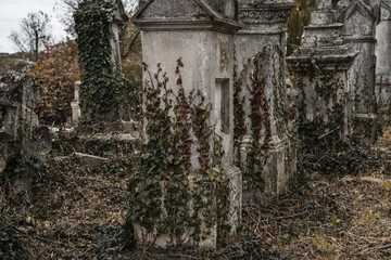 Old cemetery. Ancient abandoned graves are overgrown with ivy.