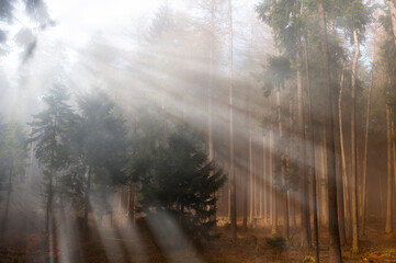 Die Lichtstrahlen der Morgensonne durchdringen den Dunst in einem Wald
