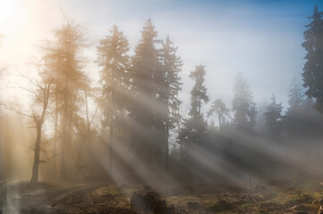 Die Lichtstrahlen der Morgensonne durchdringen den Dunst in einem Wald