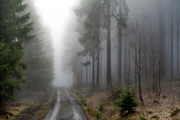 Ein Waldweg führt ins Nichts in einem mit Nebel durchzogenen Wald am frühen Morgen