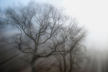 Die Lichtstrahlen der Morgensonne durchdringen den Dunst in einem Wald