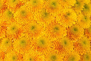 Blumenmuster aus den Blüten gelber Chrysanthemen
