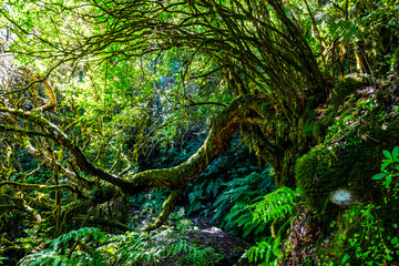 Madeira - Levada do Brasileiro
