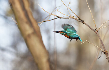 Kingfisher in flight