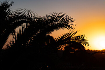 palm tree silhouette at sunset
