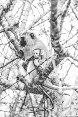 Fototapeta na wymiar Baby Monkey