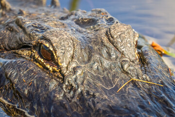 Everglades, Florida, USA